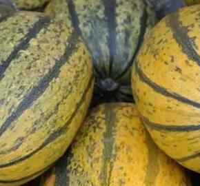 Tykev špagetová 'Stripetti' F1 - Cucurbita pepo 'Stripetti' F1