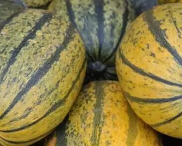 Tykev špagetová 'Stripetti' F1