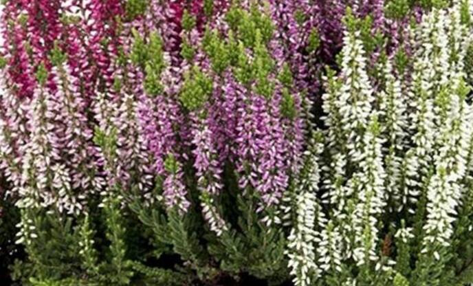 Vřes obecný 'mix' - Calluna vulgaris 'mix'