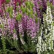 Vřes obecný 'mix' - Calluna vulgaris 'mix'