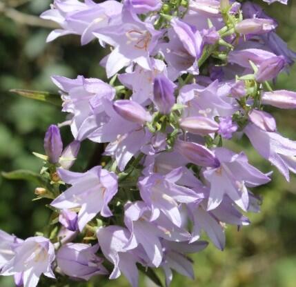 Zvonek boloňský - Campanula bononiensis