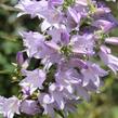 Zvonek boloňský - Campanula bononiensis