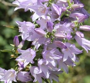 Zvonek boloňský - Campanula bononiensis