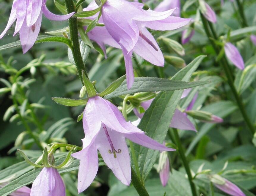 Zvonek řepkovitý - Campanula rapunculoides