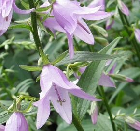 Zvonek řepkovitý - Campanula rapunculoides