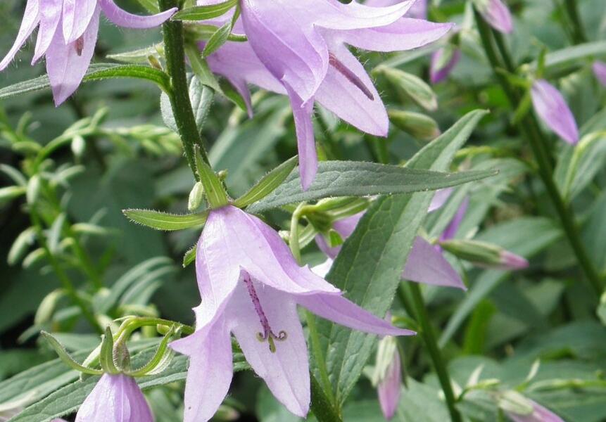 Zvonek řepkovitý - Campanula rapunculoides