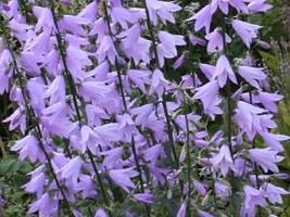 Zvonkovka liliolistá - Adenophora liliifolia