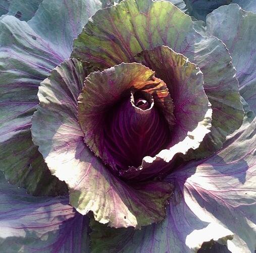 Zelí hlávkové červené polorané 'Kalibos' - Brassica oleracea var. capitata 'Kalibos'