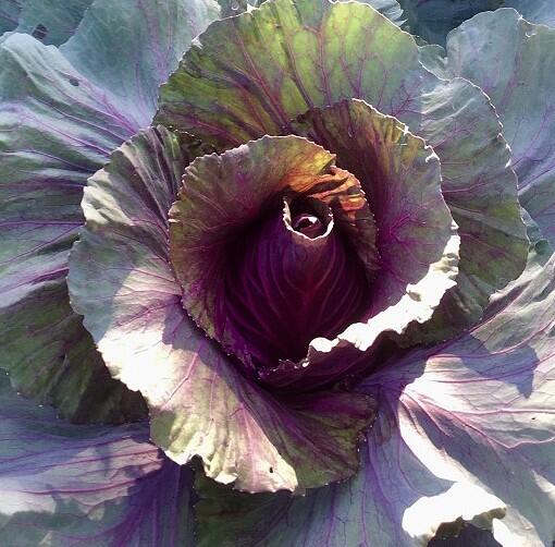 Zelí hlávkové červené polorané 'Kalibos' - Brassica oleracea var. capitata 'Kalibos'