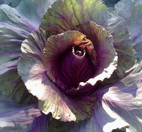 Zelí hlávkové červené polorané 'Kalibos'