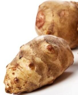 Topinambur 'Papas Patio' - Helianthus tuberosus 'Papas Patio'