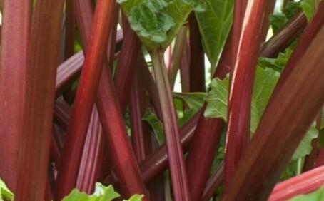 Reveň rebarbora 'Sanvitost Summer' - Rheum rhabarbarum 'Sanvitost Summer'