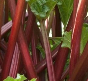 Reveň rebarbora 'Sanvitost Summer'