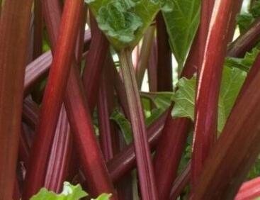 Reveň rebarbora 'Sanvitost Summer'