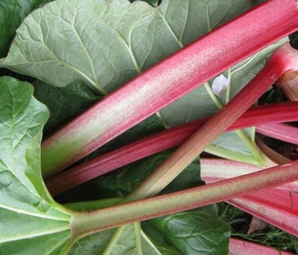 Reveň rebarbora 'Lider' - Rheum rhabarbarum 'Lider'