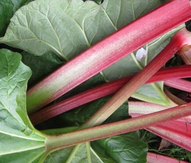 Reveň rebarbora 'Lider' - Rheum rhabarbarum 'Lider'