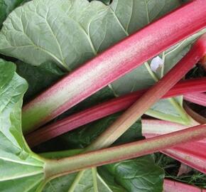 Reveň rebarbora 'Lider'