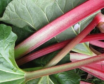 Reveň rebarbora 'Lider'