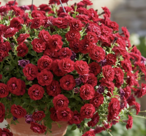 Minipetúnie, Million Bells 'Sweetbells Double Red' - Calibrachoa hybrida 'Sweetbells Double Red'