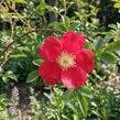 Růže Moyesova 'Geranium' - Rosa moyesii 'Geranium'