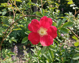 Růže Moyesova 'Geranium'