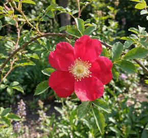 Růže Moyesova 'Geranium'