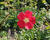 Růže Moyesova 'Geranium'