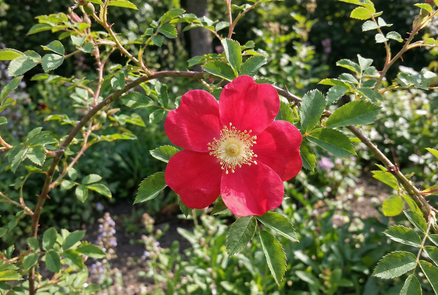 Růže Moyesova 'Geranium' - Rosa moyesii 'Geranium'