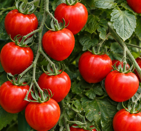 Rajče tyčkové 'Jahodo' - Lycopersicon esculentum L. 'Jahodo'