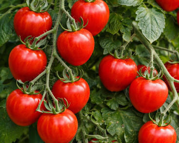 Rajče tyčkové 'Jahodo'