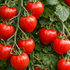 Solanum lycopersicum L. 'Jahodo'.png