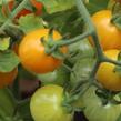 Rajče balkonové 'Tiny Temptations F1 Orange' - Lycopersicon esculentum 'Tiny Temptations F1 Orange'