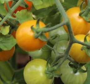Rajče balkonové 'Tiny Temptations F1 Orange' - Lycopersicon esculentum 'Tiny Temptations F1 Orange'