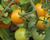Rajče balkonové 'Tiny Temptations F1 Orange'