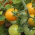 Solanum lycopersicum 'Tiny Temptations F1 Orange'.jpg