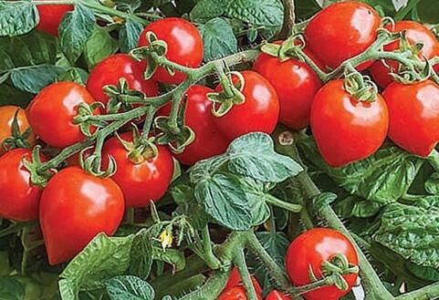 Rajče balkonové 'Sweet Valentines F1' - Lycopersicon esculentum L. 'Sweet Valentines F1'