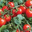 Rajče balkonové 'Sweet Valentines F1' - Lycopersicon esculentum L. 'Sweet Valentines F1'