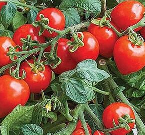 Rajče balkonové 'Sweet Valentines F1' - Lycopersicon esculentum L. 'Sweet Valentines F1'
