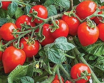 Rajče balkonové 'Sweet Valentines F1'