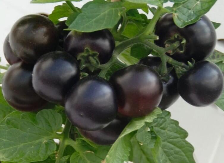 Rajče balkonové 'Purpleboy' - Lycopersicon esculentum 'Purpleboy'