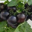 Rajče balkonové 'Purpleboy' - Lycopersicon esculentum 'Purpleboy'