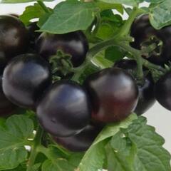 Rajče balkonové 'Purpleboy' - Lycopersicon esculentum 'Purpleboy'