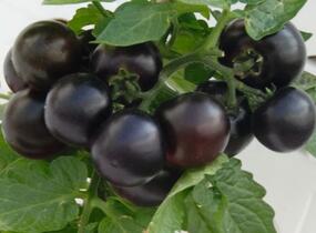 Rajče balkonové 'Purpleboy' - Lycopersicon esculentum 'Purpleboy'