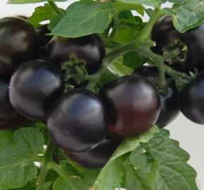 Rajče balkonové 'Purpleboy'