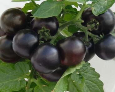 Rajče balkonové 'Purpleboy'