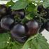 Lycopersicon esculentum 'Purpleboy'.jpg