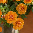 Minipetúnie, Million Bells 'Sweetbells Double Orange' - Calibrachoa hybrida 'Sweetbells Double Orange'