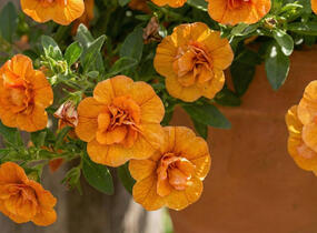 Minipetúnie, Million Bells 'Sweetbells Double Orange' - Calibrachoa hybrida 'Sweetbells Double Orange'
