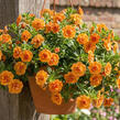 Minipetúnie, Million Bells 'Sweetbells Double Orange' - Calibrachoa hybrida 'Sweetbells Double Orange'