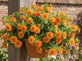 Minipetúnie, Million Bells 'Sweetbells Double Orange' - Calibrachoa hybrida 'Sweetbells Double Orange'